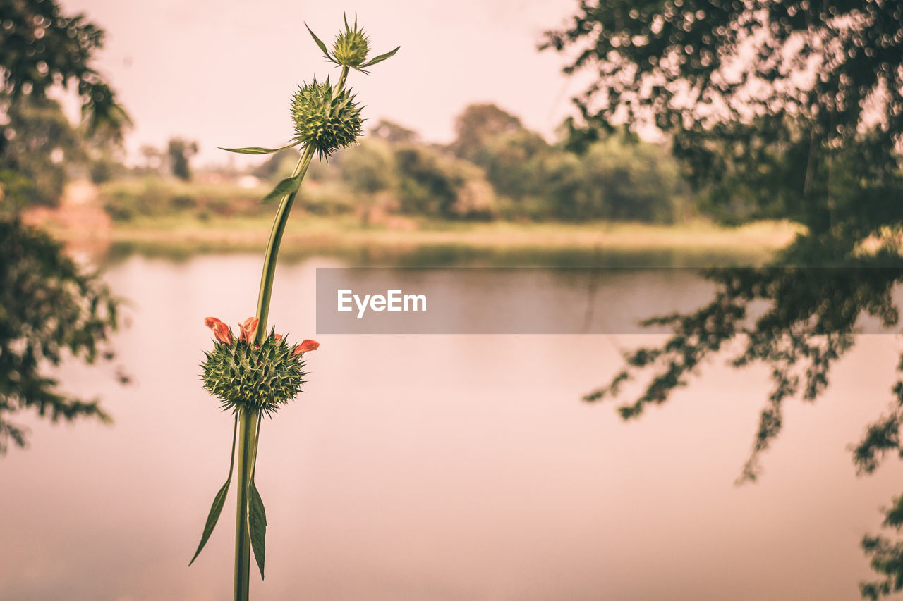 Close-up of thistle blooming against sky during sunset