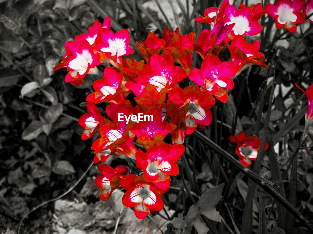 Close-up of red flowers