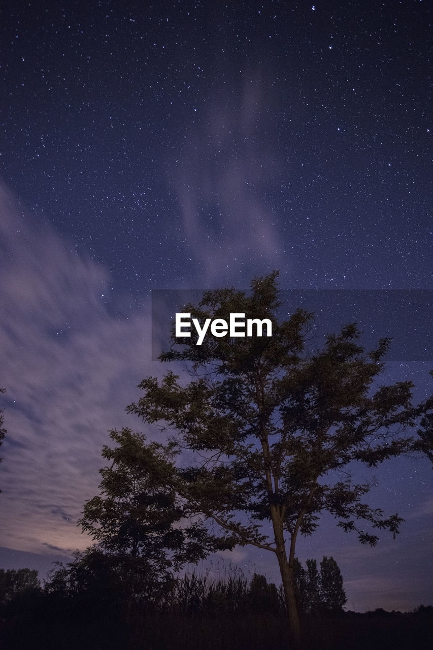 Low angle view of tree against sky at night