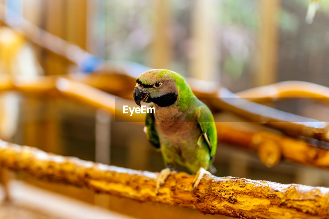 CLOSE-UP OF A BIRD PERCHING ON WOOD