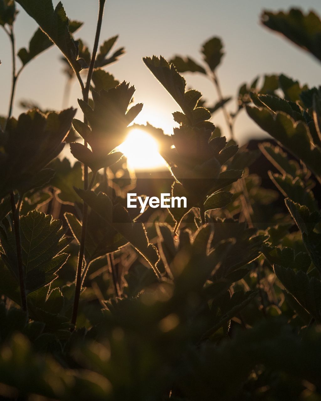 Close-up of fresh plants against sky during sunset