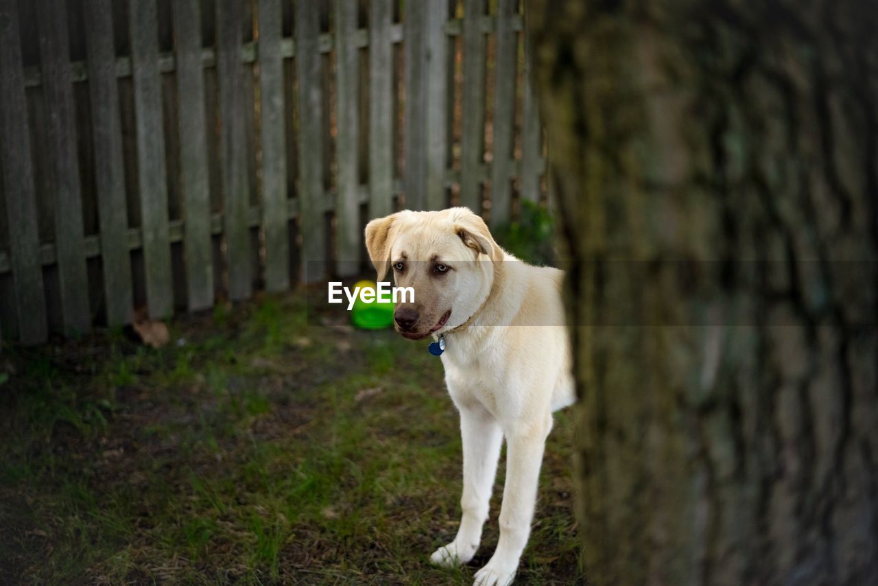 PORTRAIT OF DOG AGAINST TREE