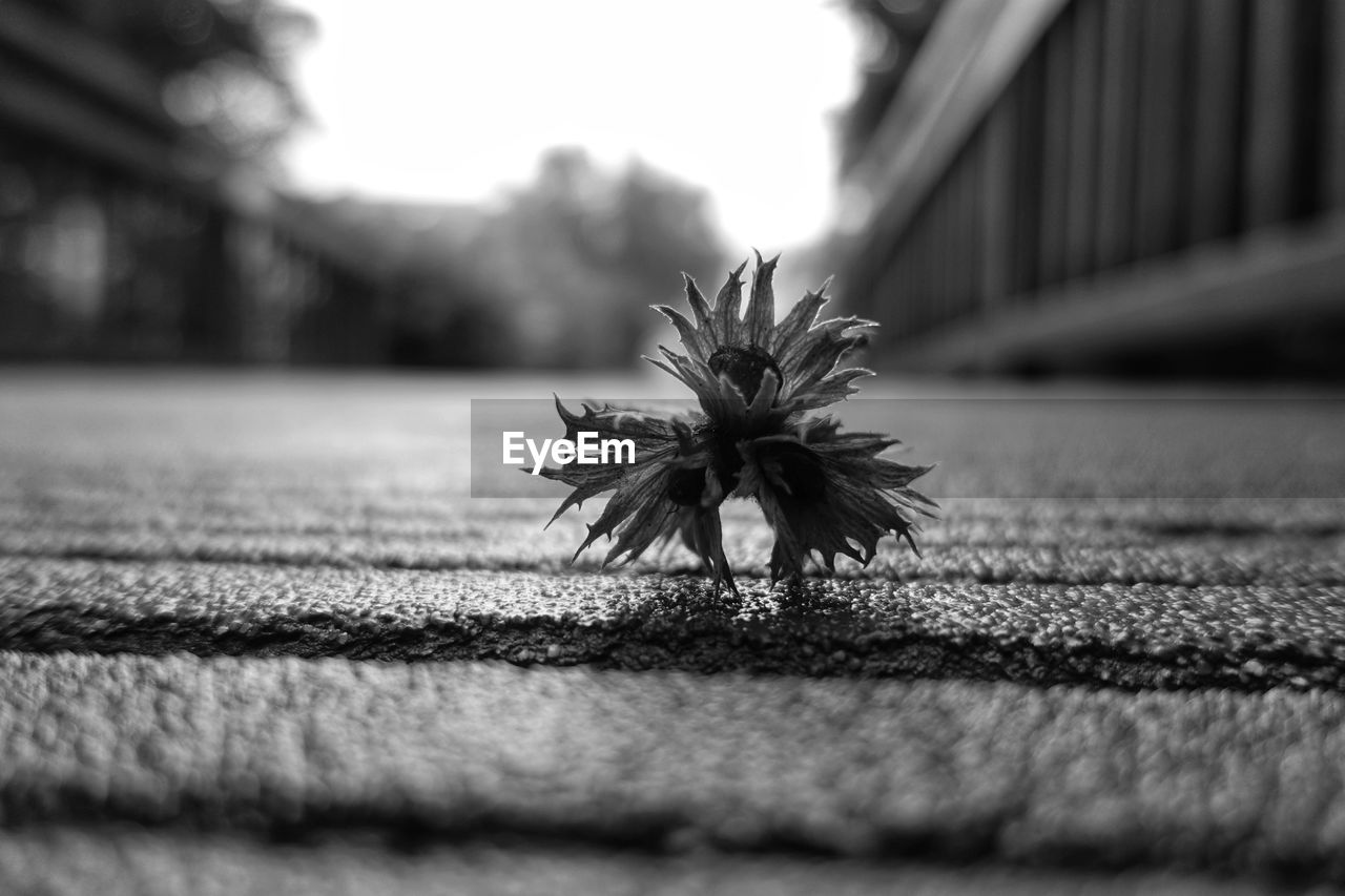 CLOSE-UP OF FLOWER ON FOOTPATH