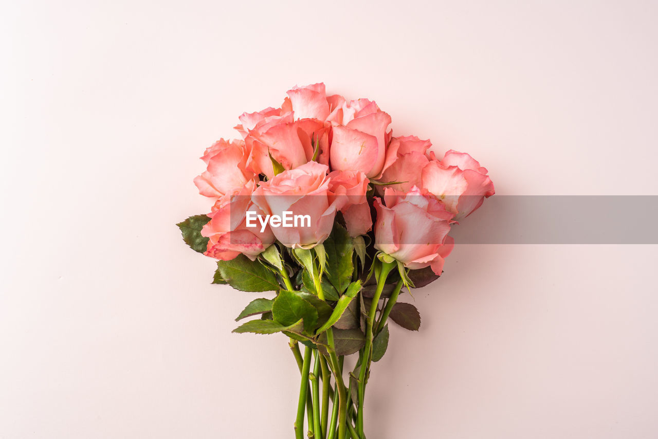 CLOSE-UP OF PINK ROSE FLOWER IN VASE