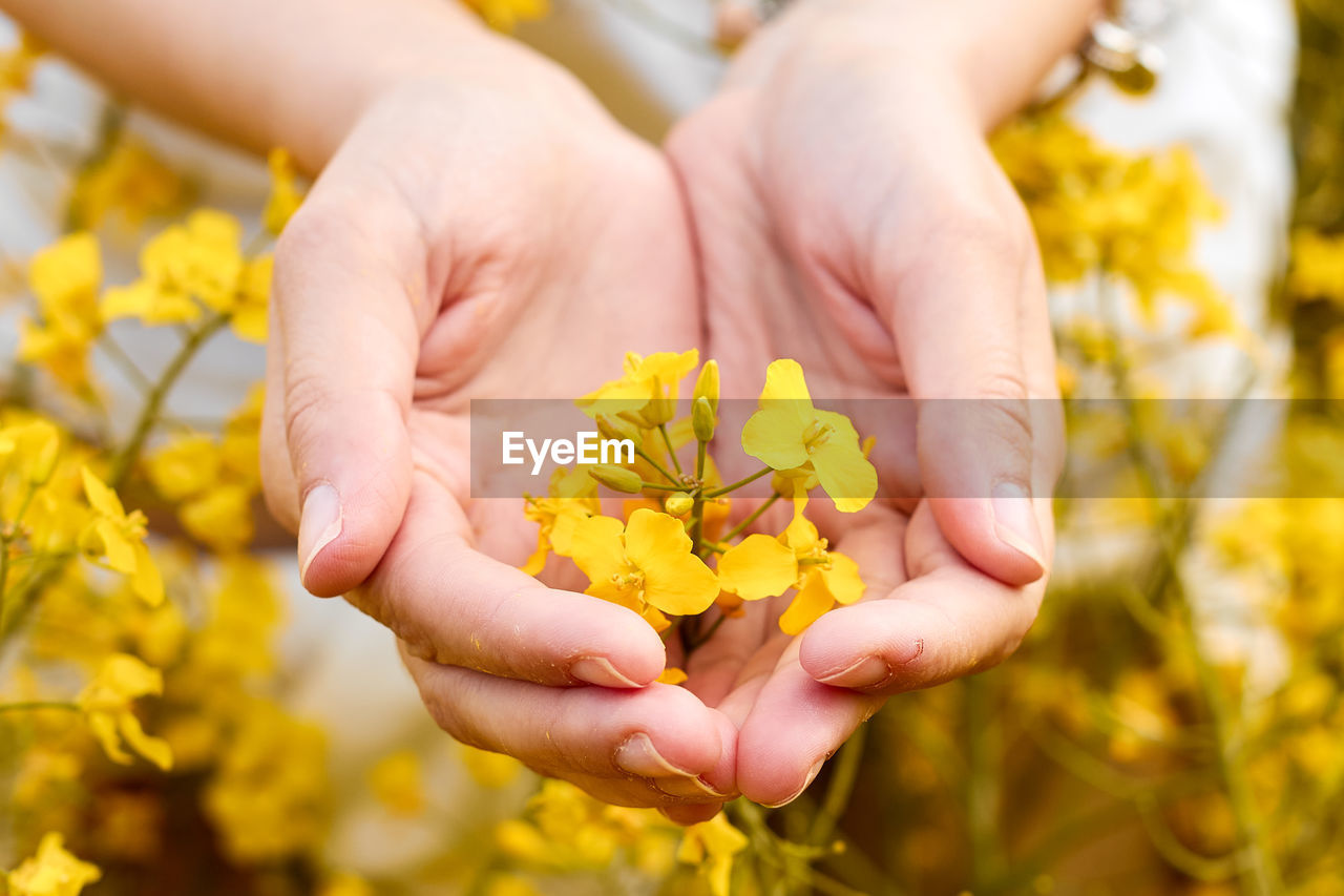 CLOSE-UP OF HAND HOLDING YELLOW ROSE FLOWER