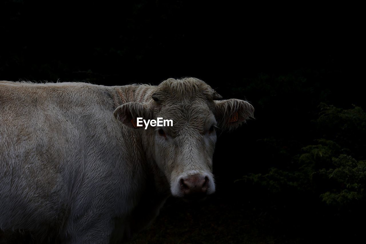 Portrait of cow on field