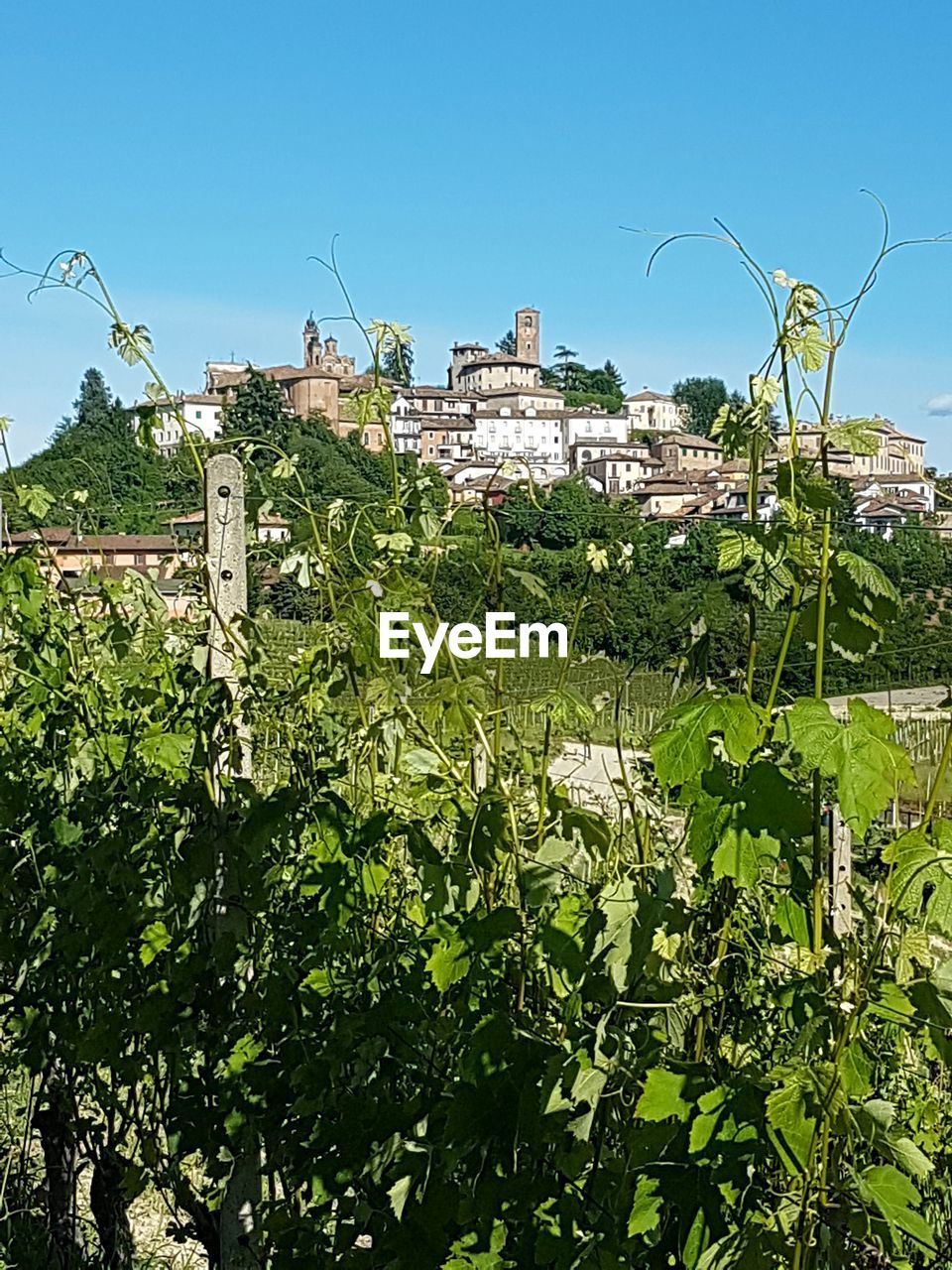 VIEW OF PLANTS GROWING IN FARM