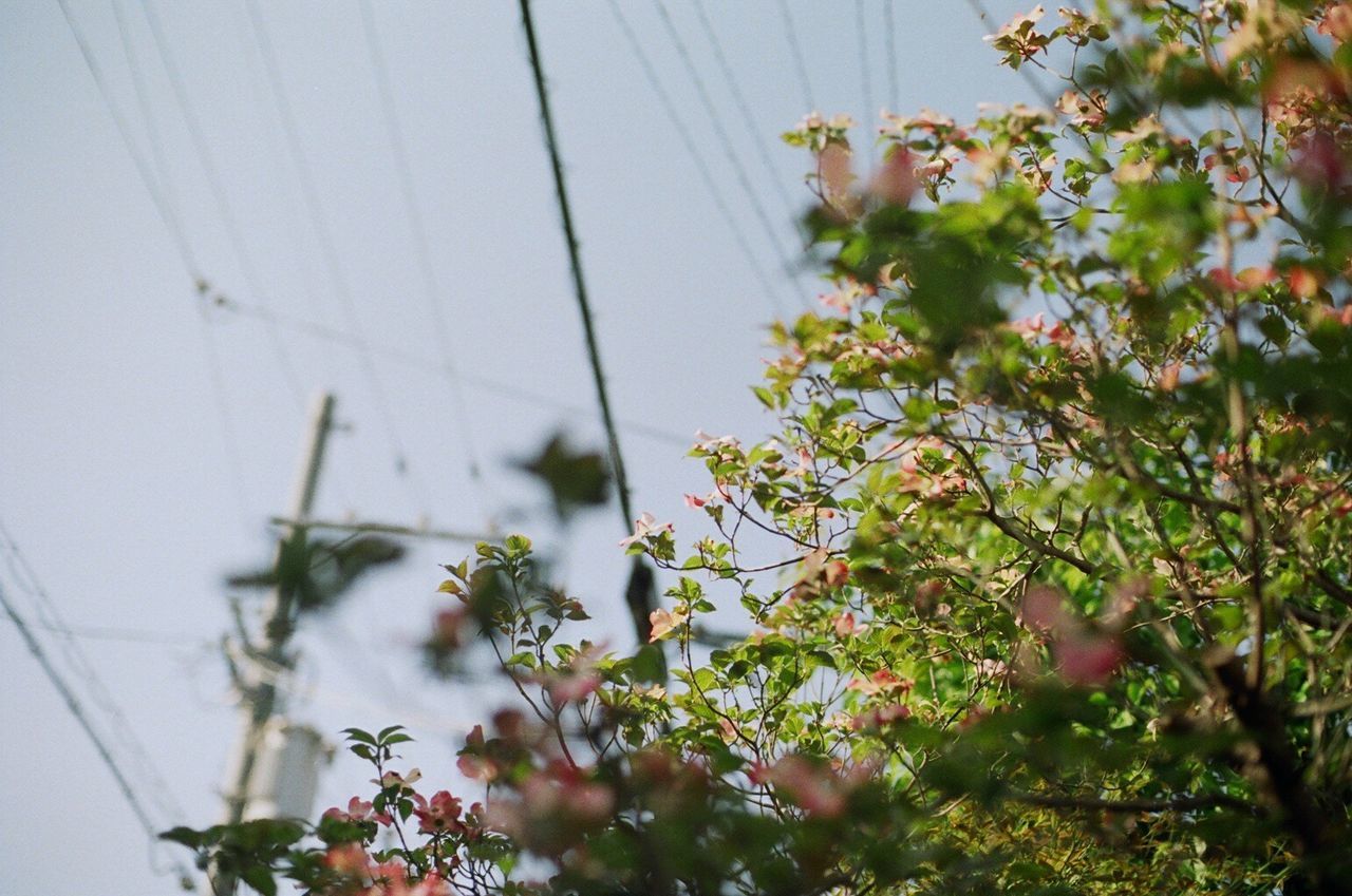 LOW ANGLE VIEW OF PLANTS