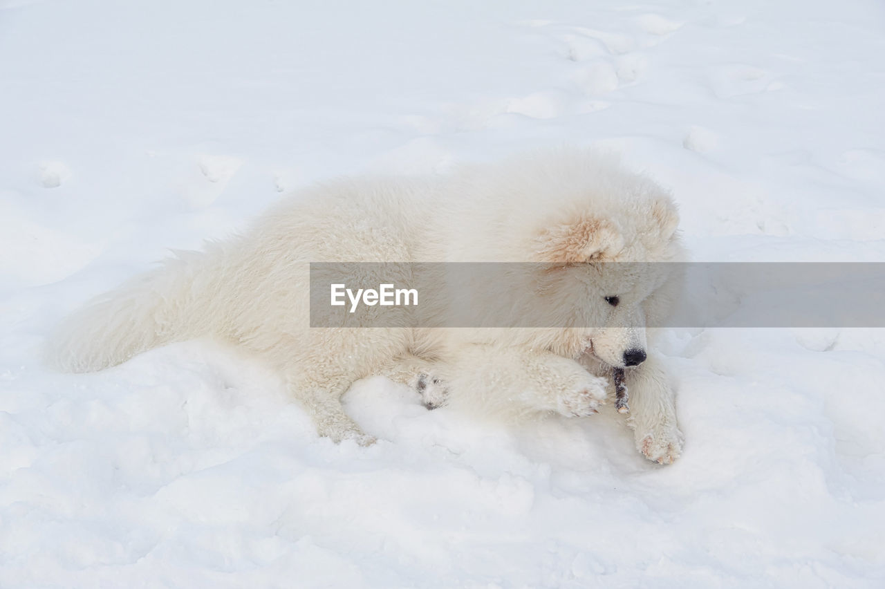 VIEW OF SHEEP ON SNOW