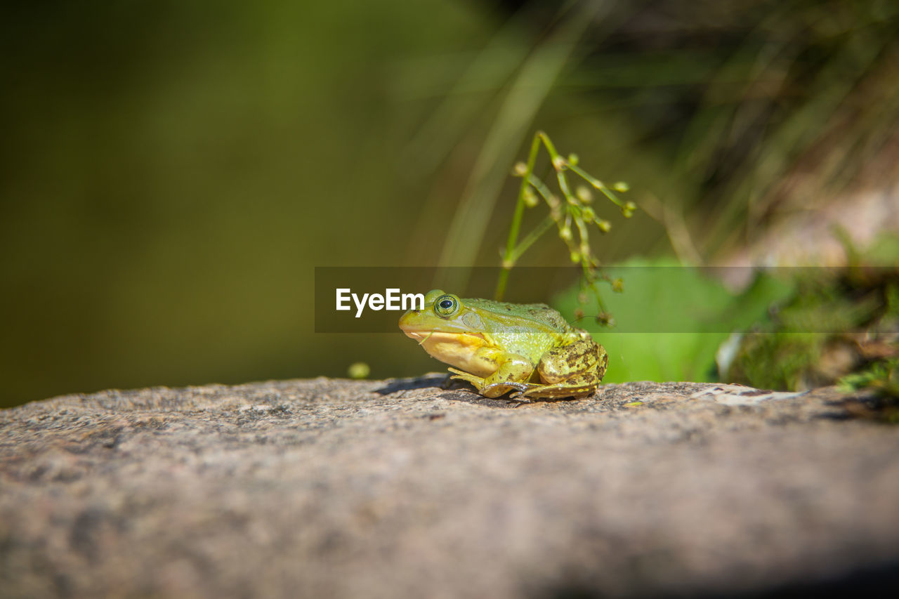 A beautiful common green water frog enjoying sunbathing in a natural habitat at the forest pond. 