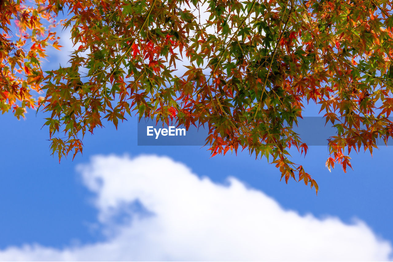 sky, tree, leaf, plant part, plant, autumn, nature, sunlight, branch, beauty in nature, cloud, low angle view, no people, blue, tranquility, environment, outdoors, day, scenics - nature, red, backgrounds, growth, maple tree, vibrant color, idyllic, maple, multi colored, landscape, orange color