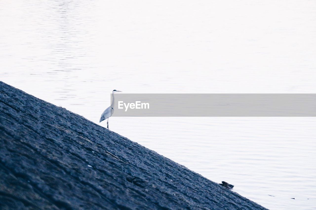 BIRDS PERCHING ON WATER