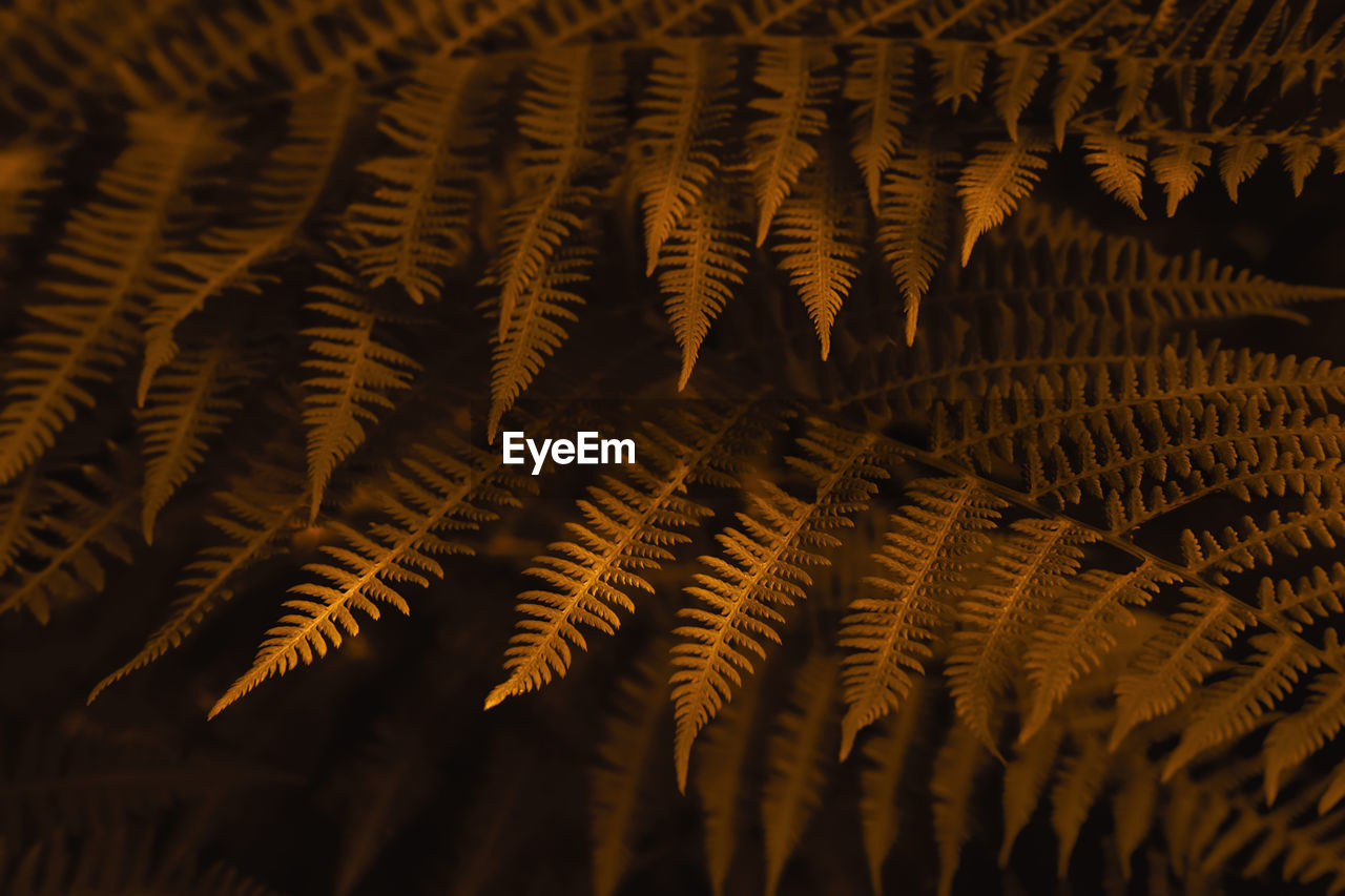 Autumn ferns leaves background. golden foliage natural floral pattern. selective focus