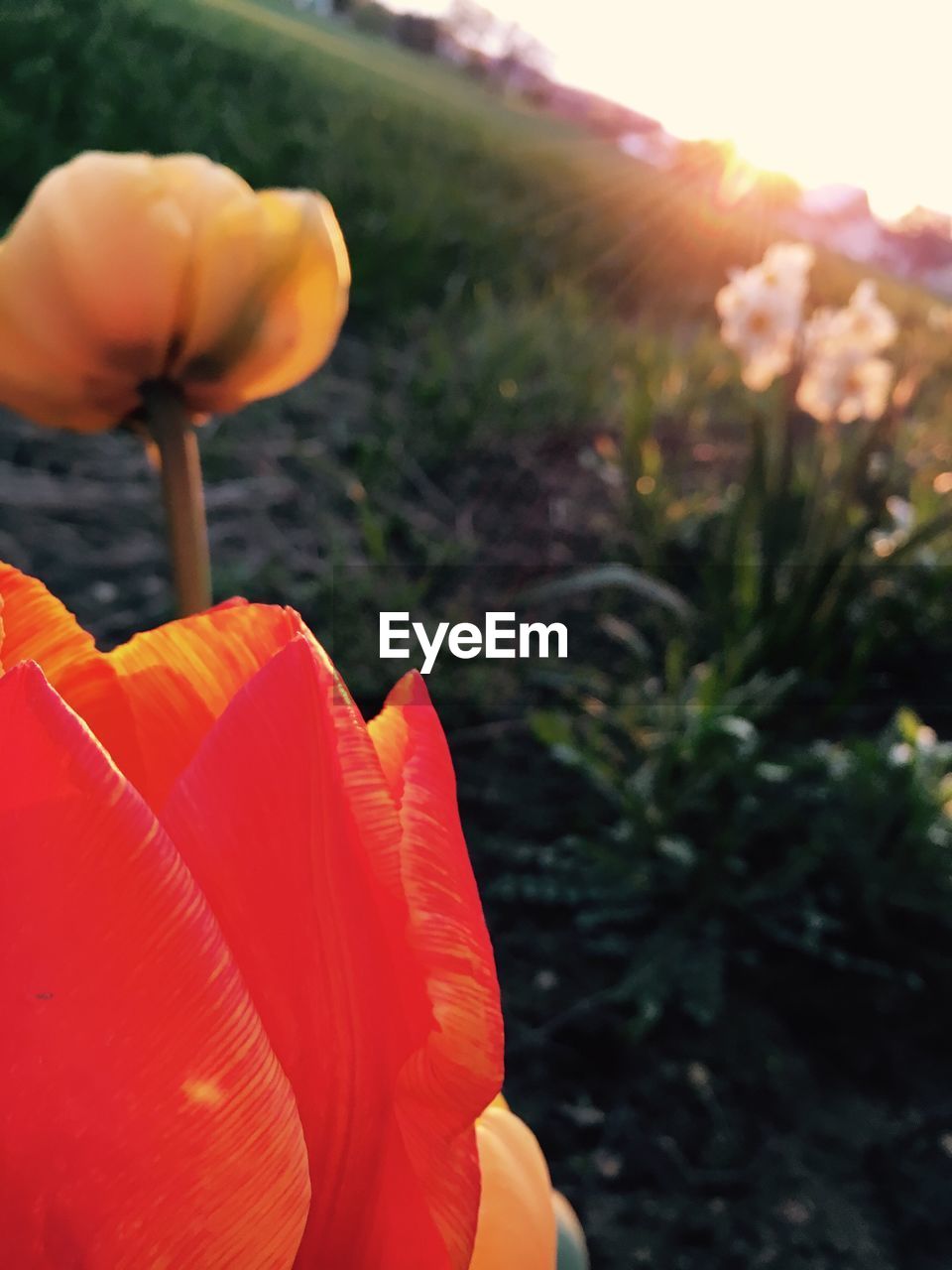 CLOSE-UP OF HAND HOLDING FLOWERS AGAINST THE SKY