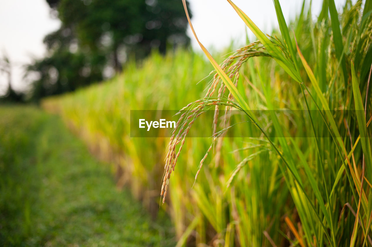 Macro view of raw rice or paddy crop field. organic agriculture for rice in india.