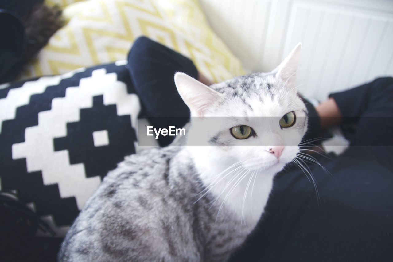 High angle view of cat sitting on bed at home