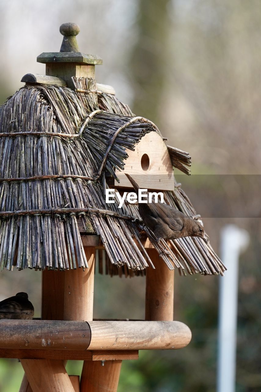 bird, focus on foreground, nature, animal, wood, no people, animal themes, bird feeder, outdoors, lighting, day, iron, birdhouse, branch