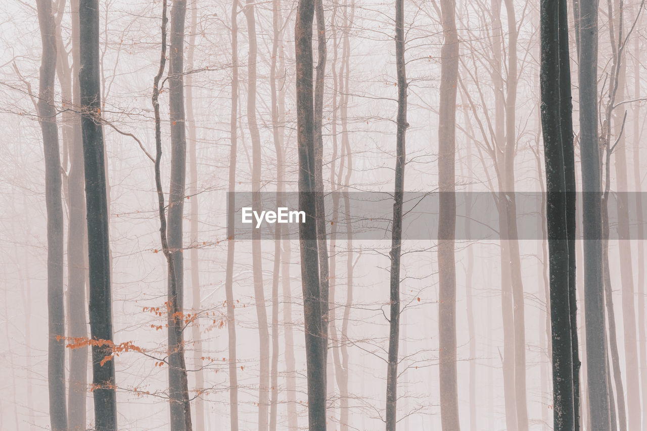 Dreamy forest photos in winter