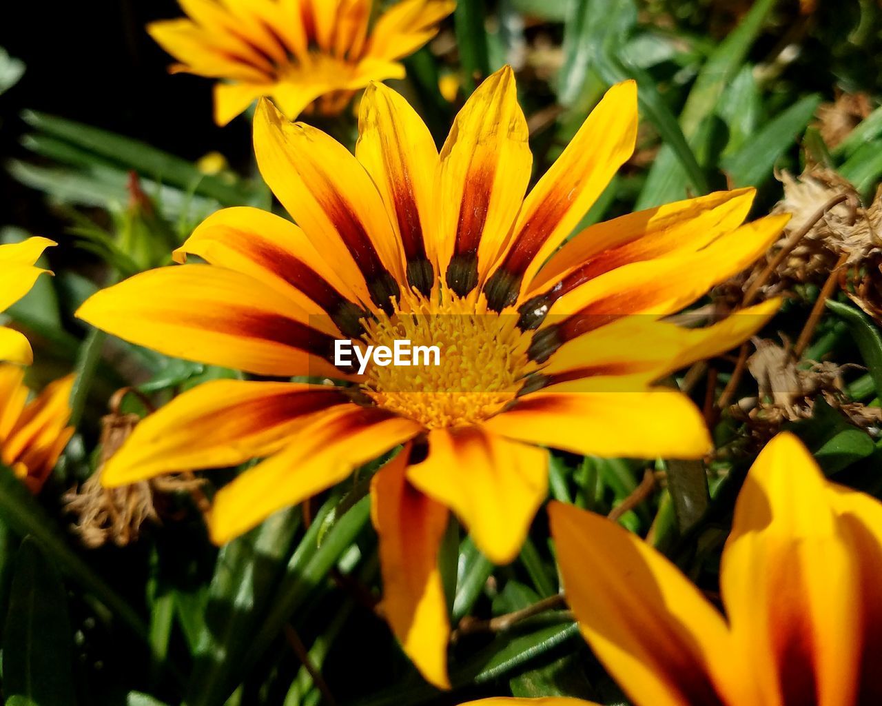 MACRO SHOT OF YELLOW FLOWER