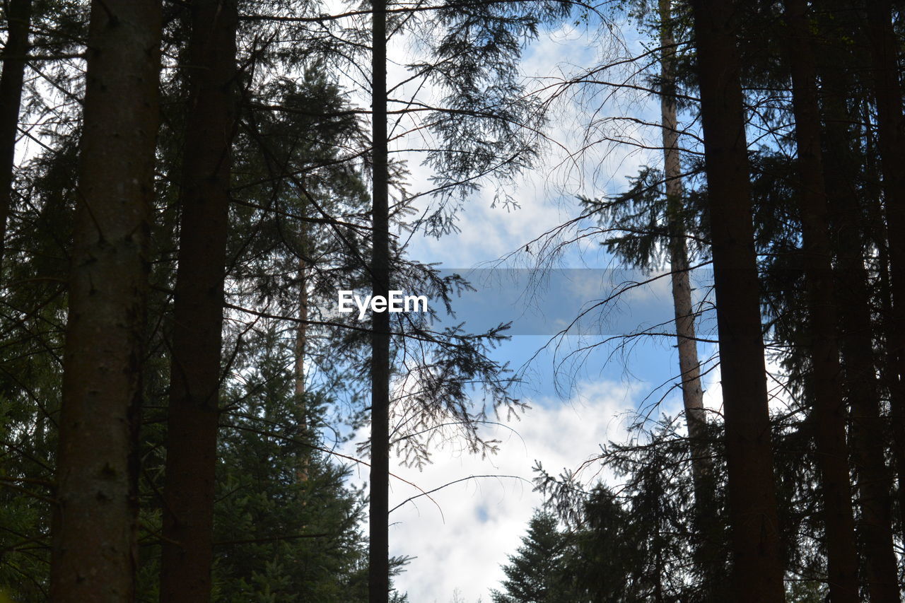 LOW ANGLE VIEW OF TREES IN THE FOREST