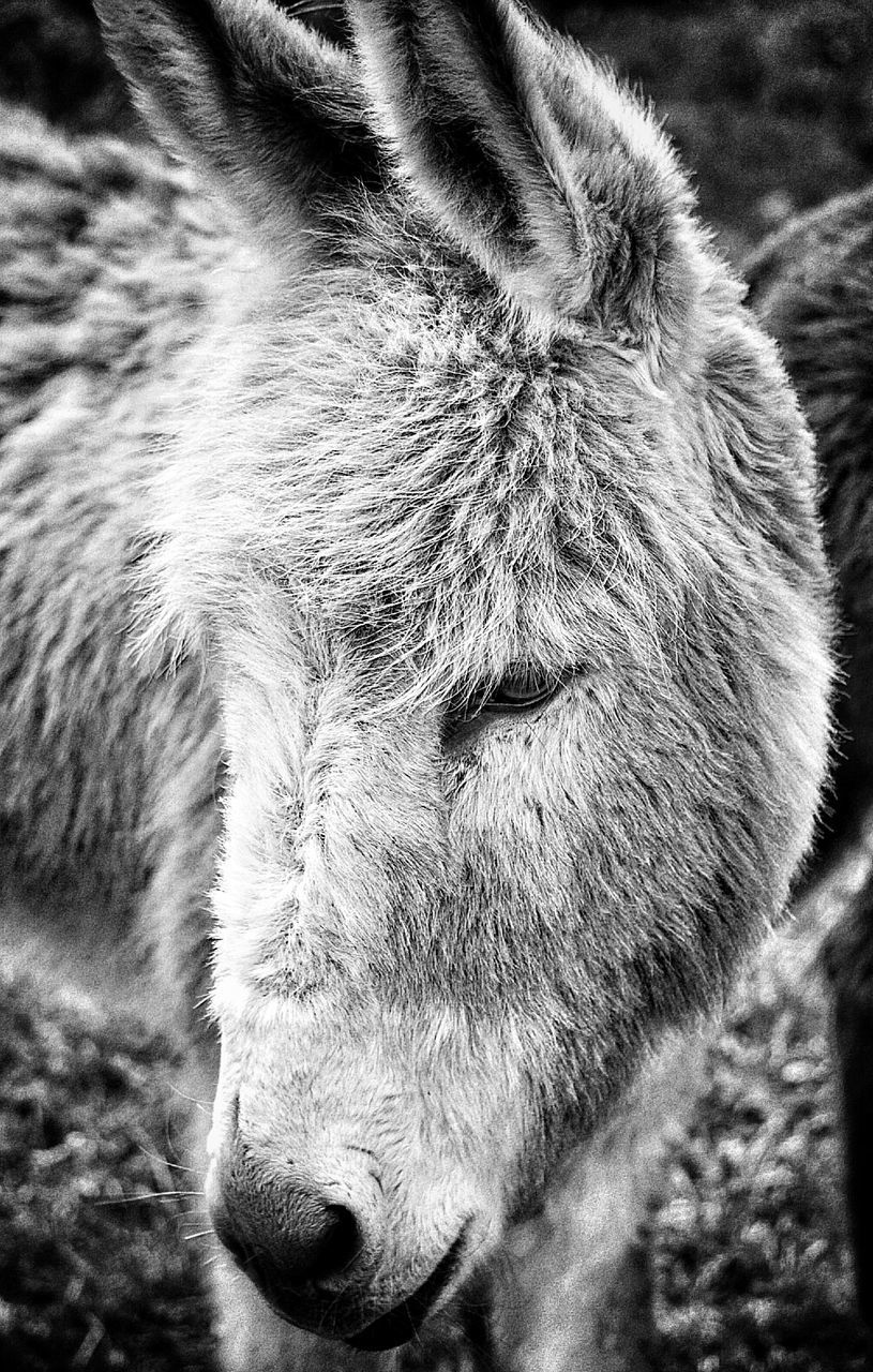 High angle view of donkey