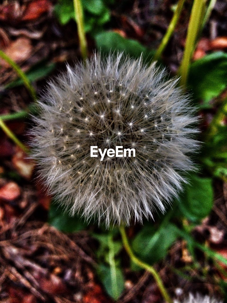 Focused picture of a blossoming dandelion flower head