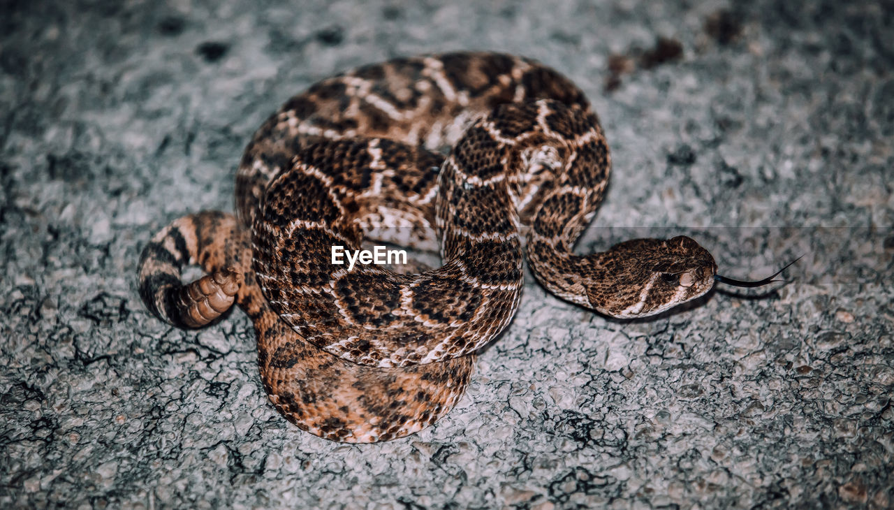 A juvenile rattlesnake 