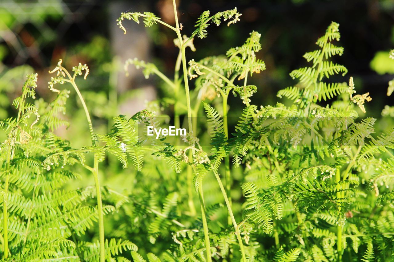 Close-up of fern