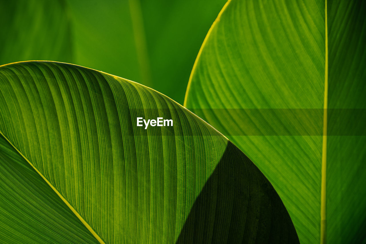 CLOSE-UP OF FRESH GREEN LEAVES