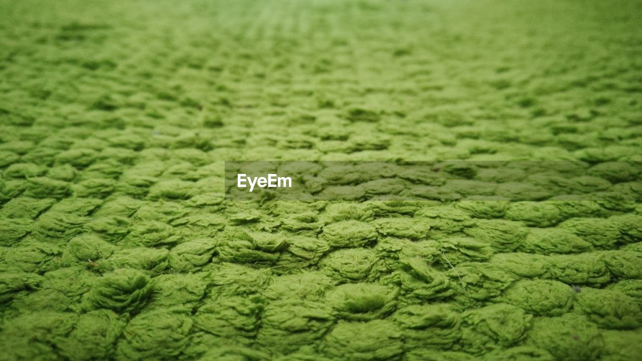 CLOSE-UP OF GREEN FIELD