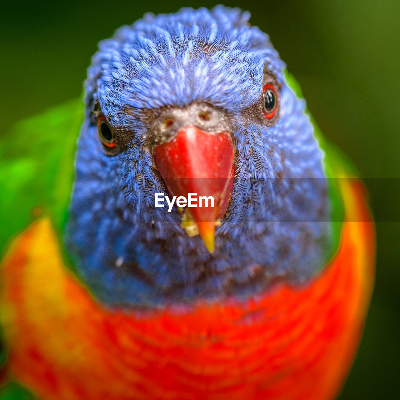 Close-up portrait of lorikeet