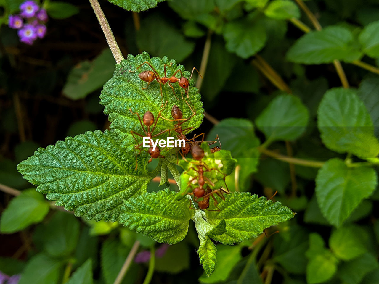 Close-up of plant