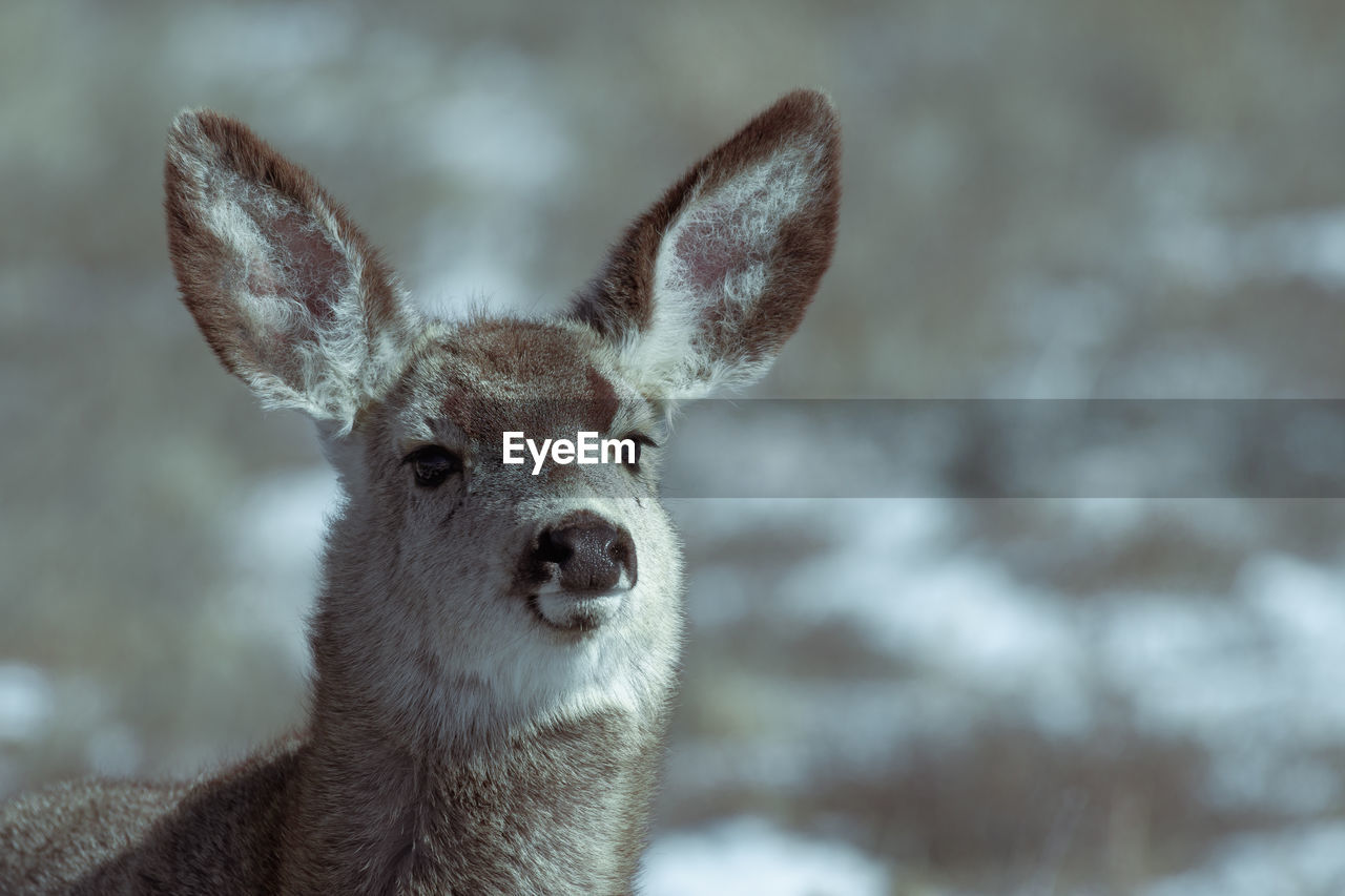 CLOSE-UP PORTRAIT OF A DEER