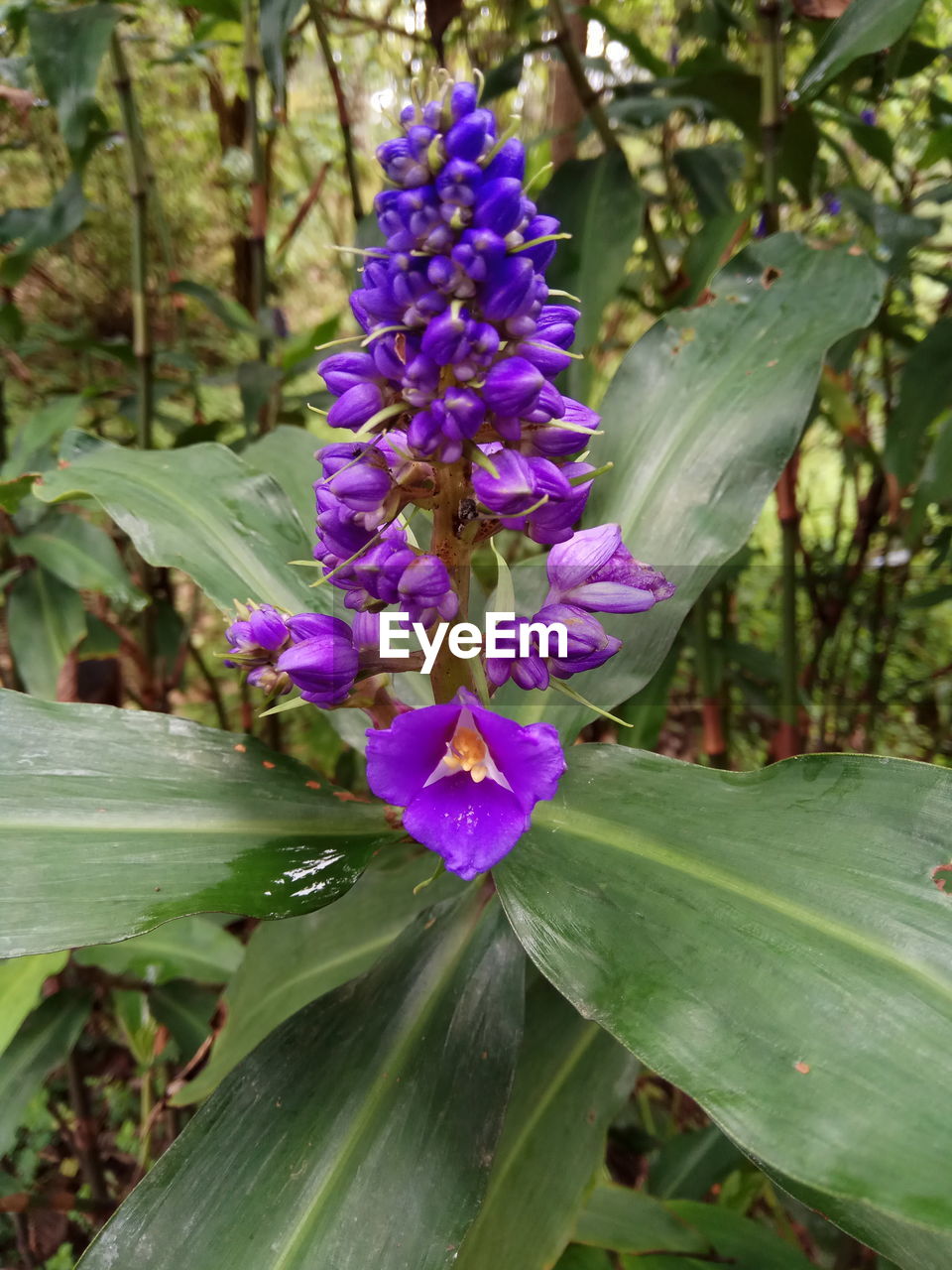 CLOSE-UP OF PURPLE FLOWERS GROWING OUTDOORS