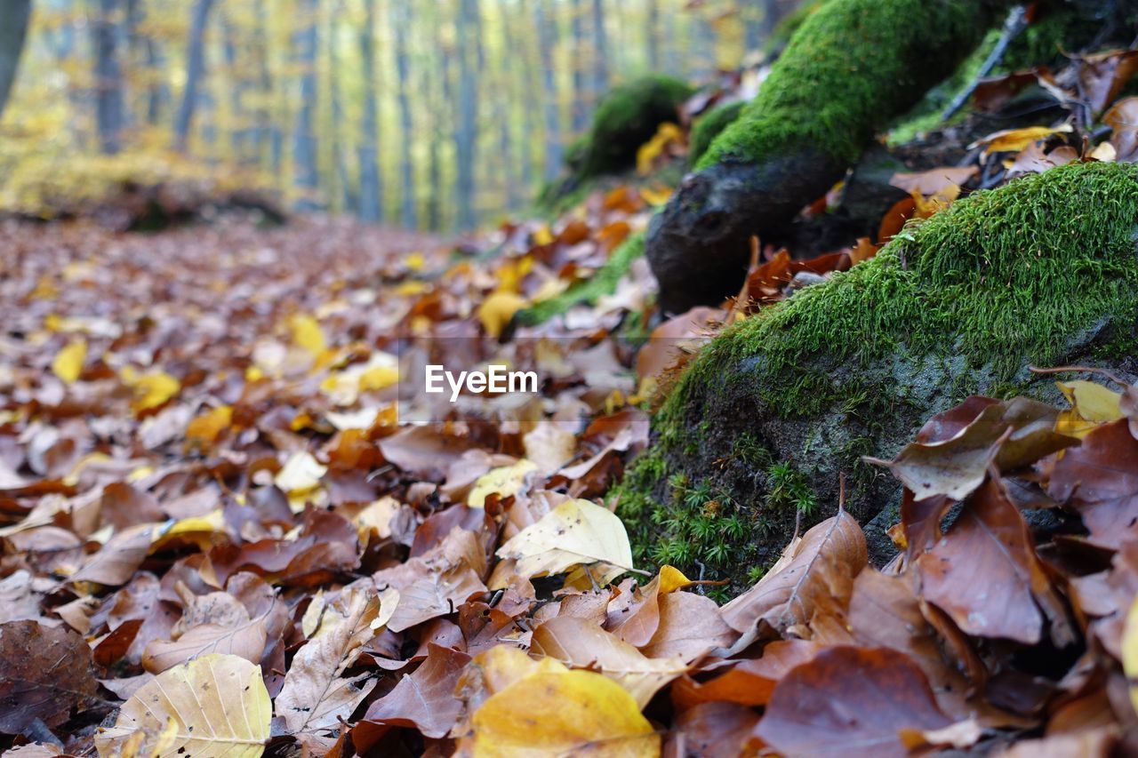 CLOSE-UP OF AUTUMN LEAVES