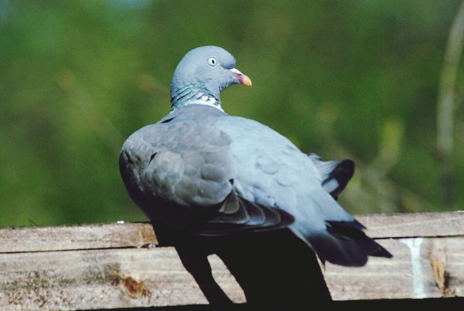 CLOSE-UP OF BIRD PERCHING ON WALL