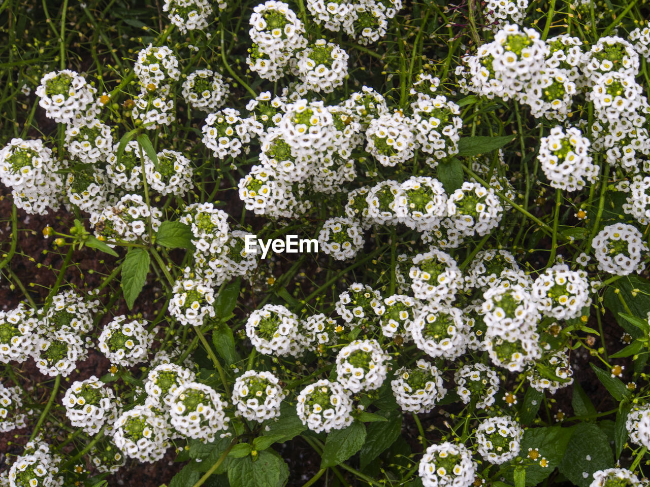 White flowers blooming in garden