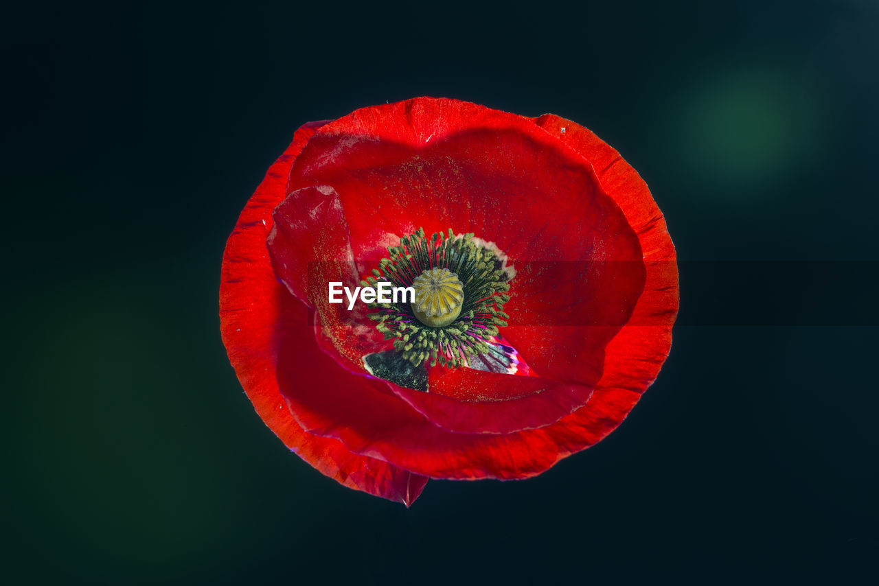  red poppy flower on a black background. the view from the top. studio shooting.