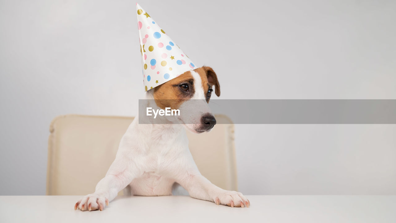 PORTRAIT OF DOG AGAINST WHITE BACKGROUND