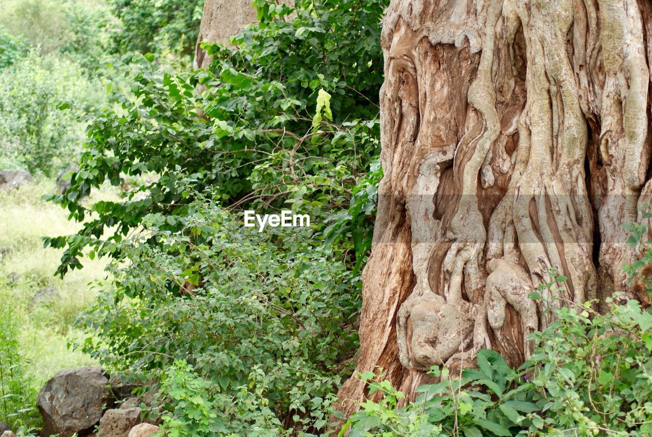 CLOSE-UP OF TREE TRUNKS