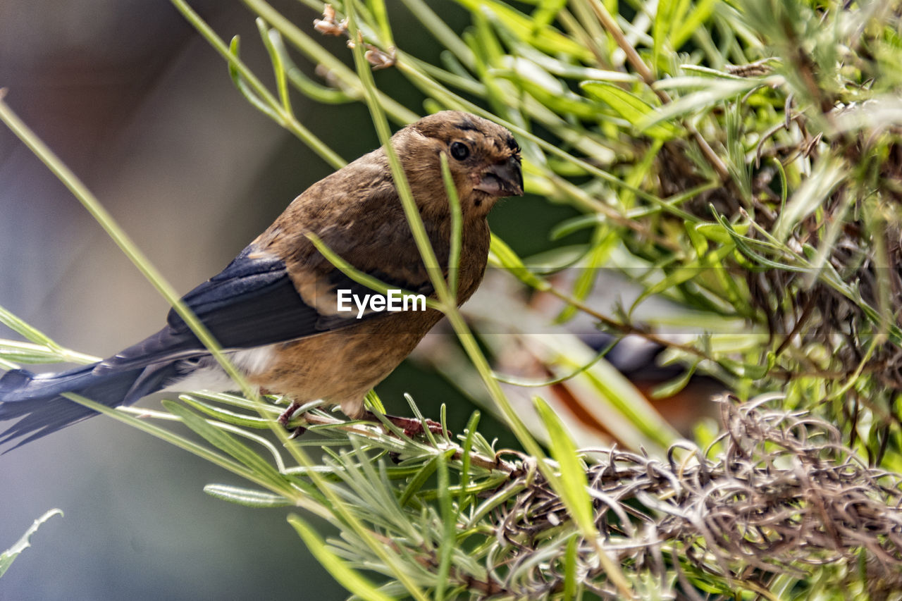 Close-up of sparrow perching on plant