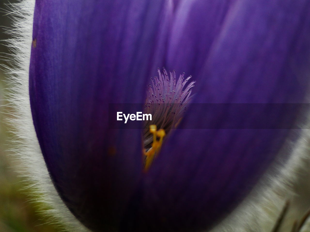 Close-up of purple flower growing on field