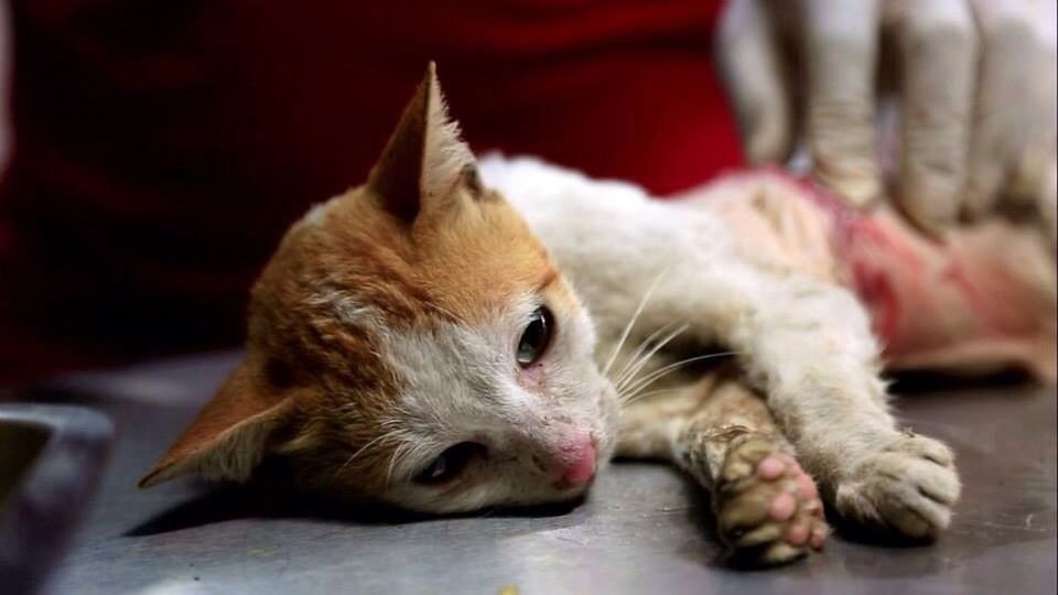 CLOSE-UP OF CAT RESTING ON FLOOR