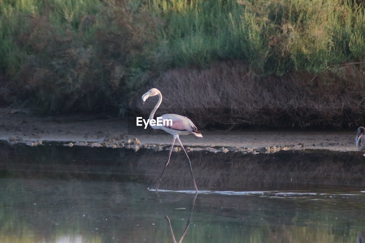 BIRD PERCHING ON A ROCK IN LAKE