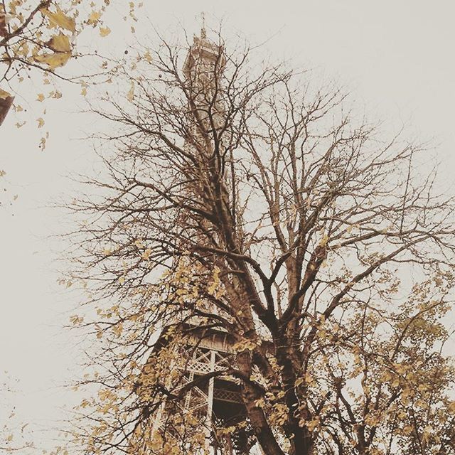 VIEW OF BARE TREES AGAINST THE SKY