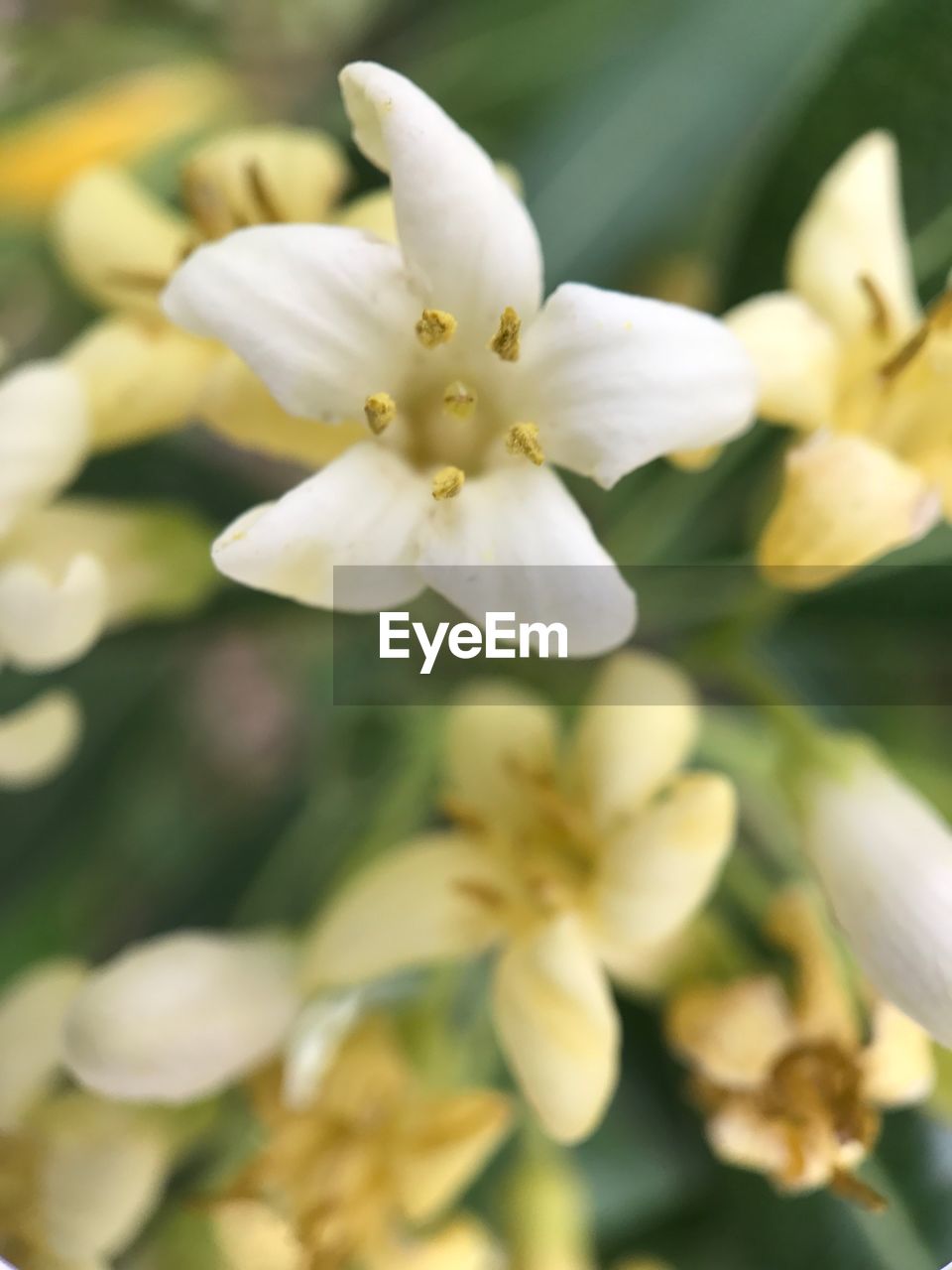 CLOSE-UP OF FLOWERS BLOOMING