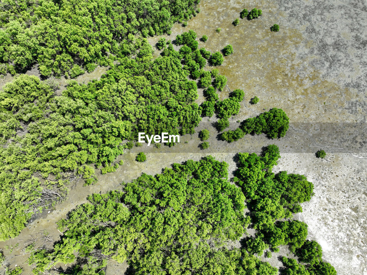 Green mangrove forest with morning sunlight. mangrove ecosystem. natural carbon sinks. mangroves