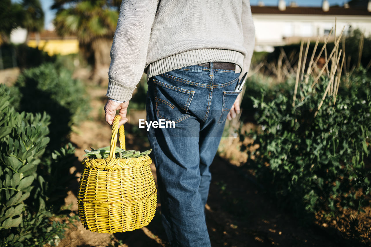 Back view of senior man carrying basket with harvested beans