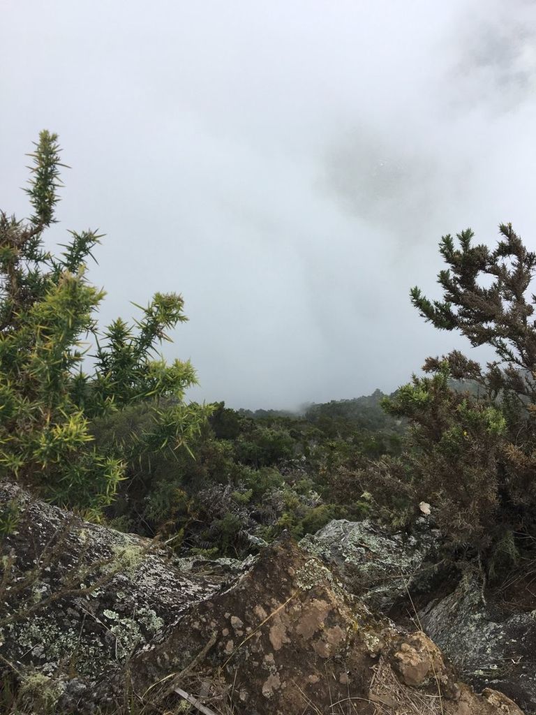 tree, plant, cloud, sky, environment, nature, wilderness, land, beauty in nature, forest, landscape, mountain, scenics - nature, no people, non-urban scene, coniferous tree, pinaceae, ridge, fog, pine tree, rock, travel destinations, outdoors, travel, day, pine woodland, tranquility, tourism, soil, overcast, tranquil scene