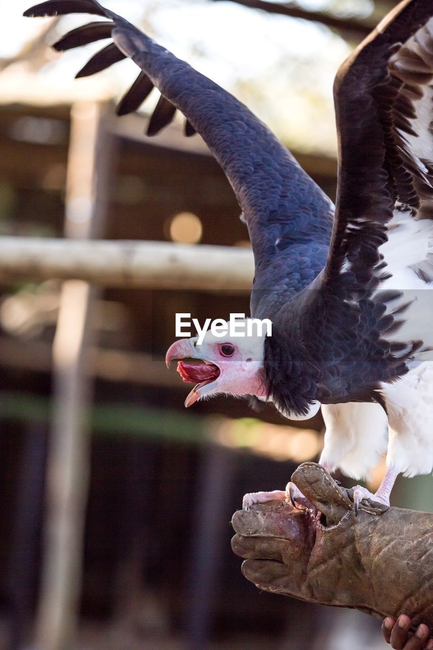 Vulture eating a piece of meat at a rehabilitation centre.